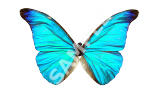 Blue Morpho Butterfly