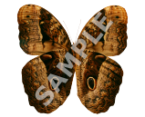 Owl Butterfly