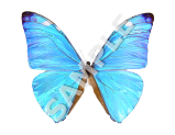 Blue Morpho Butterfly