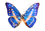 Blue Morpho Butterfly