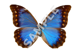 Blue Morpho Butterfly