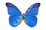 Blue Morpho Butterfly