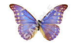 Blue Morpho Butterfly