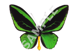 Green Butterfly
