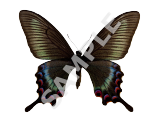 Swallowtail Butterfly