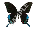 Swallowtail Butterfly
