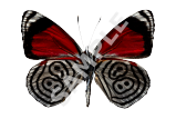 66 Butterfly