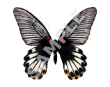 Swallowtail Butterfly