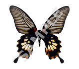 Swallowtail Butterfly
