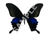 Swallowtail Butterfly