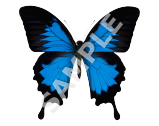 Blue Butterfly
