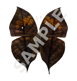 Dead Leaf Butterfly