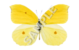 Yellow Butterfly